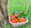 꺼우닷 가든 커피 Cầu Đất Garden Coffee 달랏