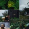 시투테리 Sitooterie Coffee & Stories 달랏