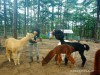 달랏 주두 동물원 입장권