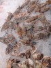 풀 뷔페 예르신 나짱 Pool Buffet Nha Trang