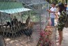 푸꾸옥 리지백 보존센터 Trung tâm bảo tồn chó xoáy 푸꾸옥