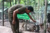 푸꾸옥 리지백 보존센터 Trung tâm bảo tồn chó xoáy 푸꾸옥