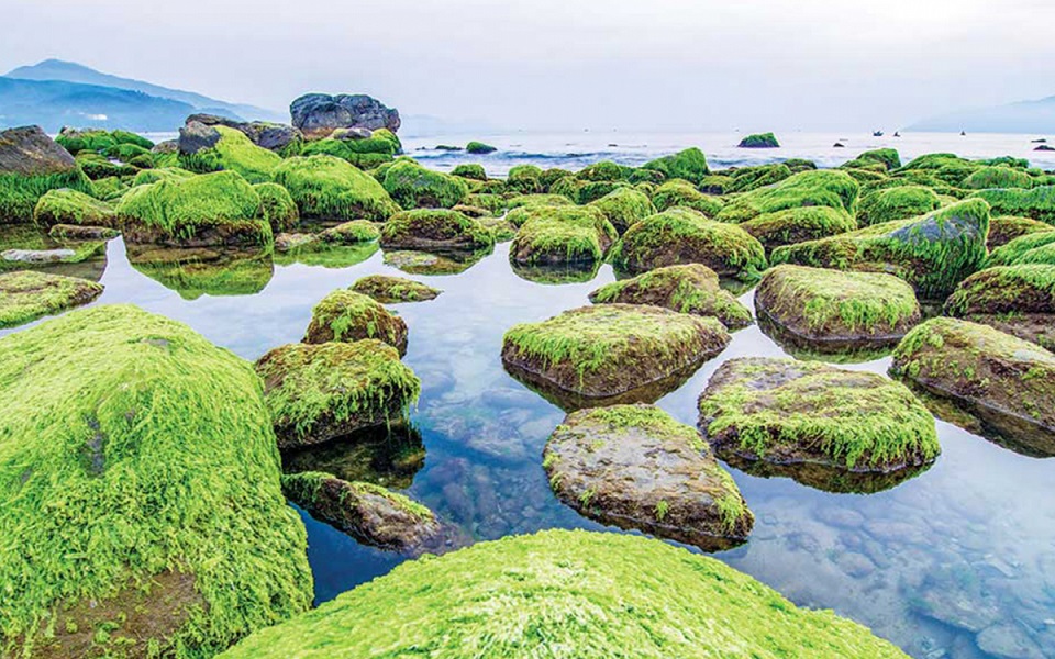 남오 갯바위 Bãi Rạn Nam Ô 다낭