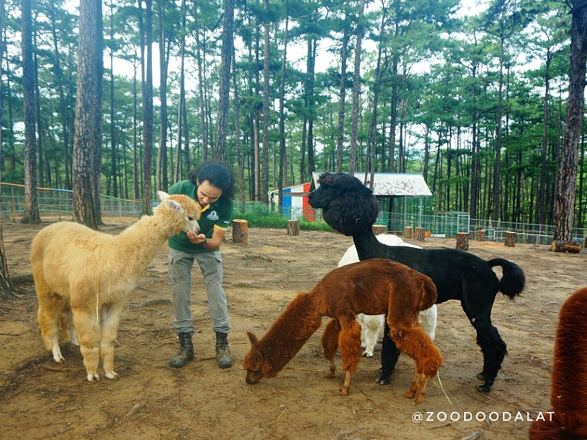 달랏 주두 동물원 입장권