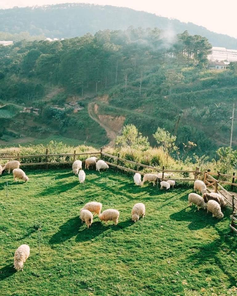 달랏 구름 사냥 및 유명한 관광지 탐방 Cloud Hunting and check in Da Lat 