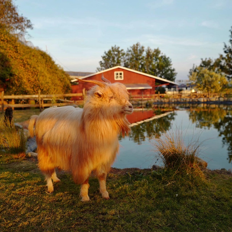 Dalat Chika Farm