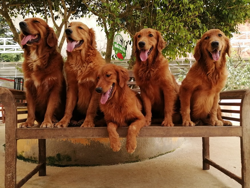 달랏 강아지 농장 (DaLat Puppy Farm)