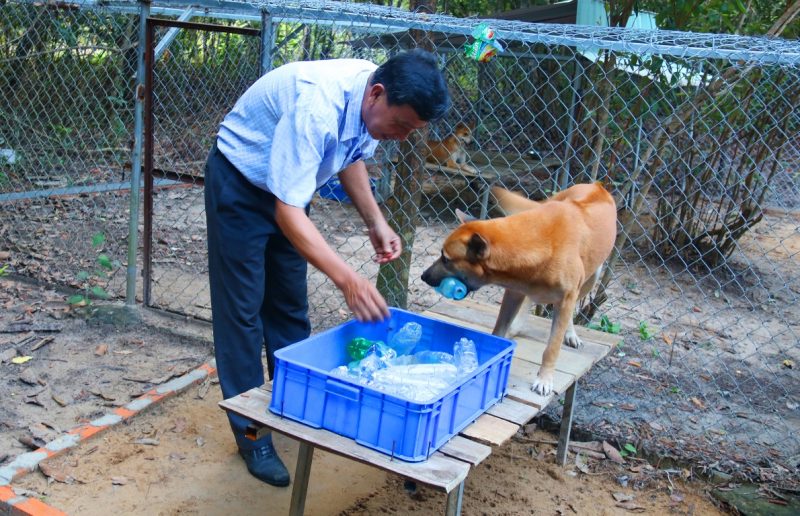 푸꾸옥 리지백 보존센터 Trung tâm bảo tồn chó xoáy 푸꾸옥